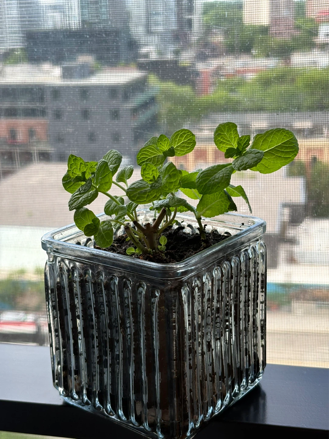 Mint in glass planter