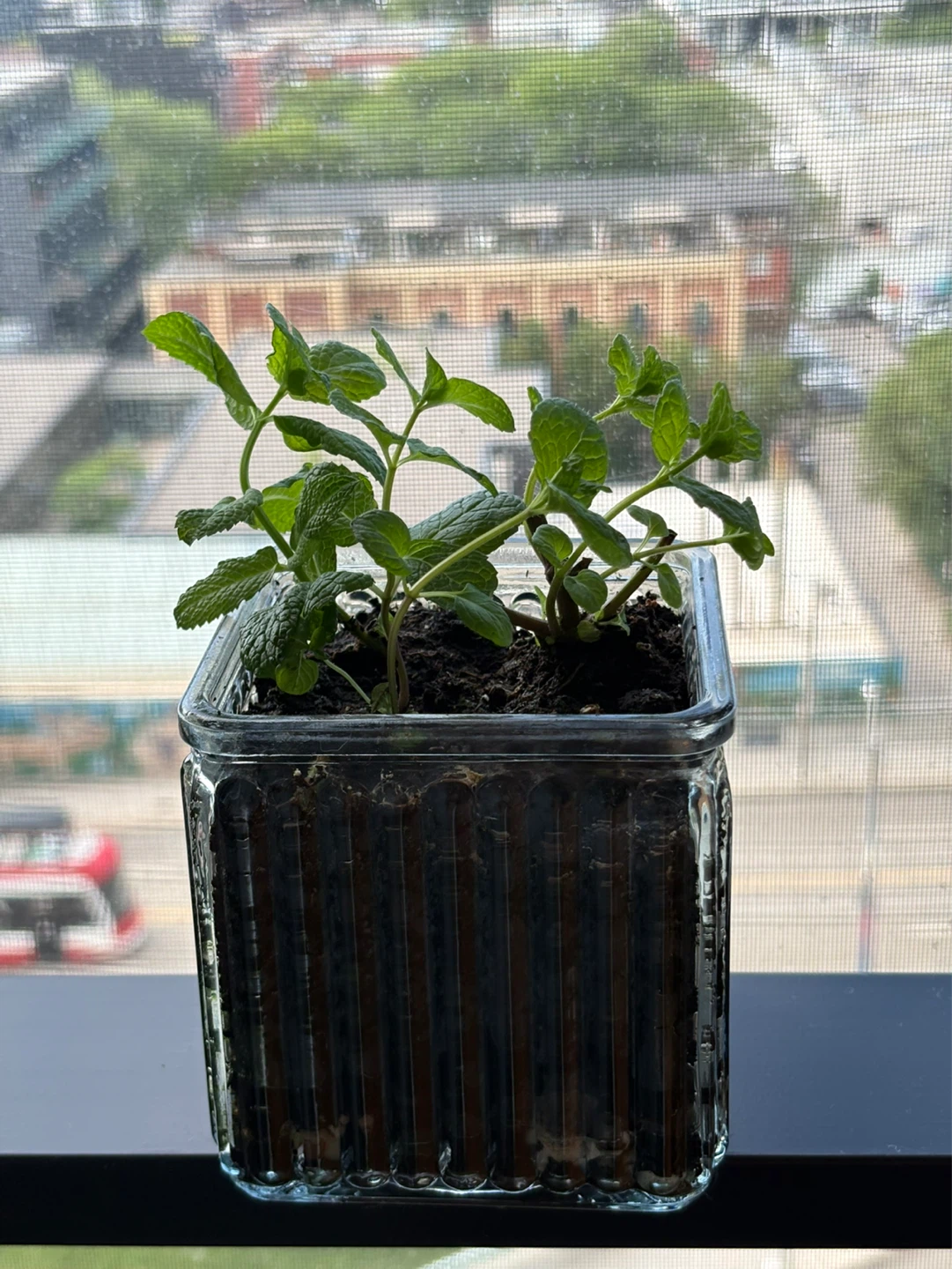Mint in glass planter - photo 2