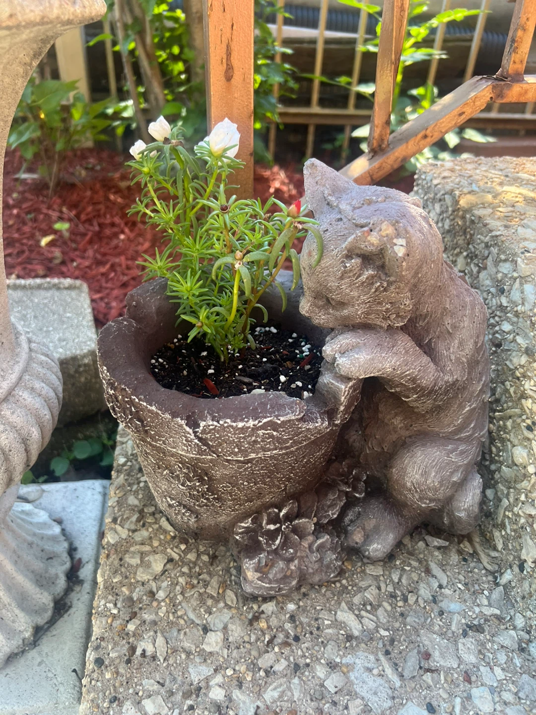 Cat Planter with Succulent Plant ⚽