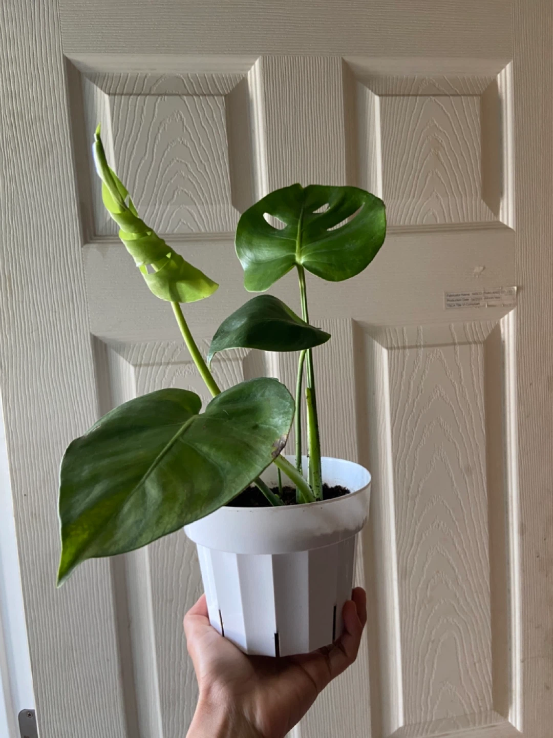 Monstera Deliciosa Houseplant in White Pot