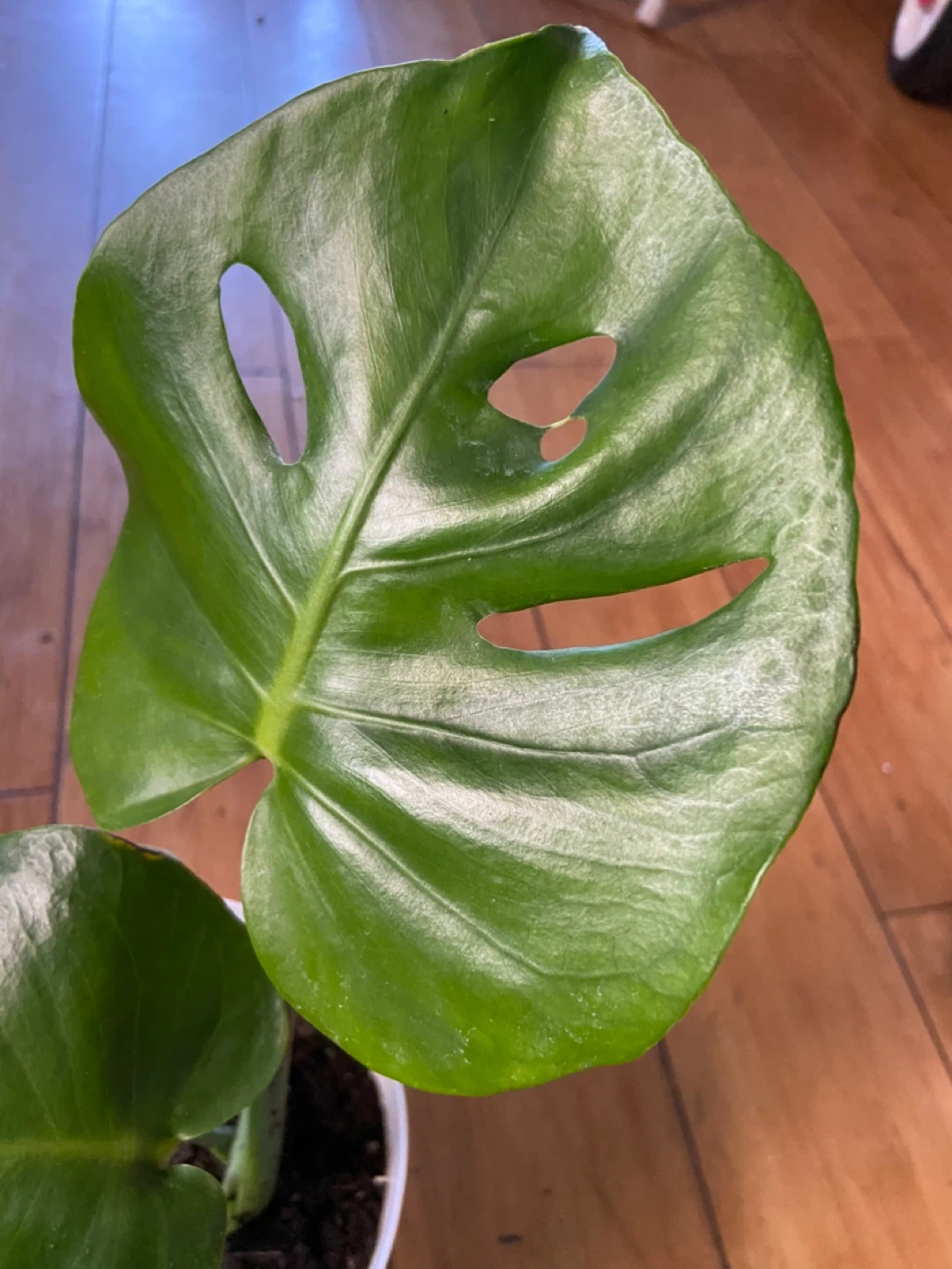 Monstera Deliciosa Houseplant in White Pot - photo 4