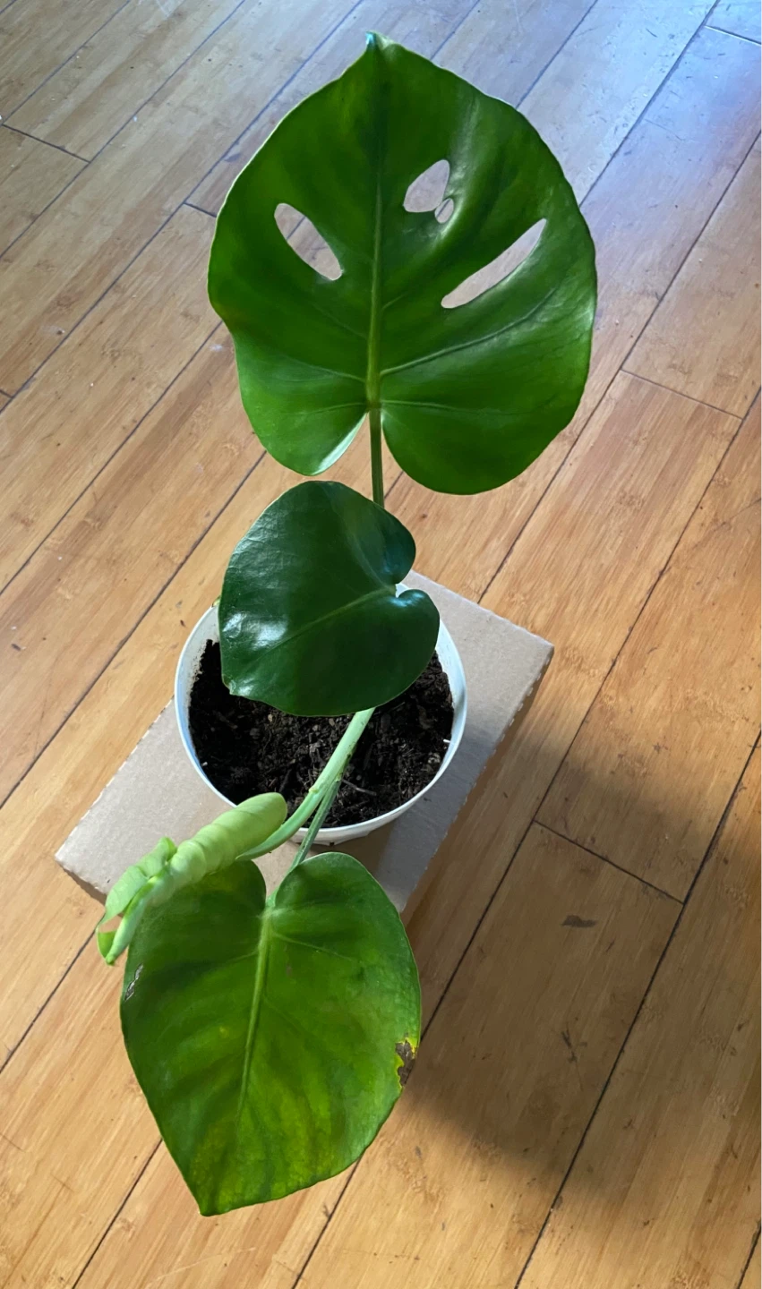 Monstera Deliciosa Houseplant in White Pot - photo 3