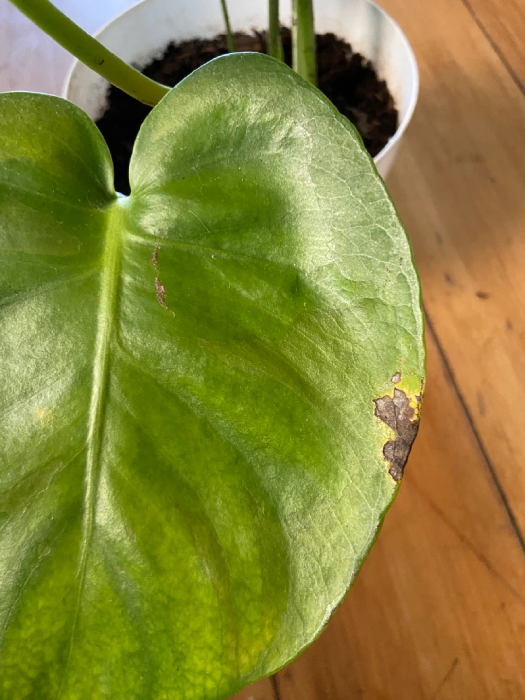 Monstera Deliciosa Houseplant in White Pot - photo 5