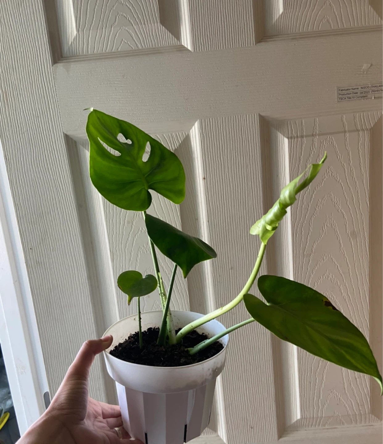 Monstera Deliciosa Houseplant in White Pot - photo 2