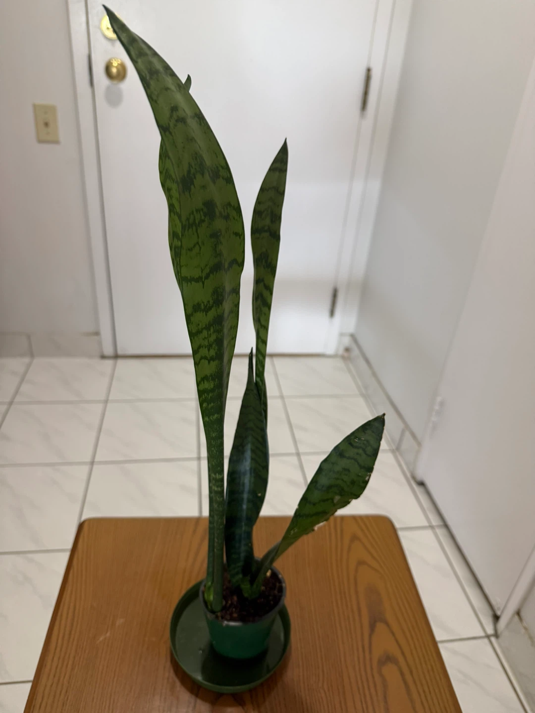 Snake Plant