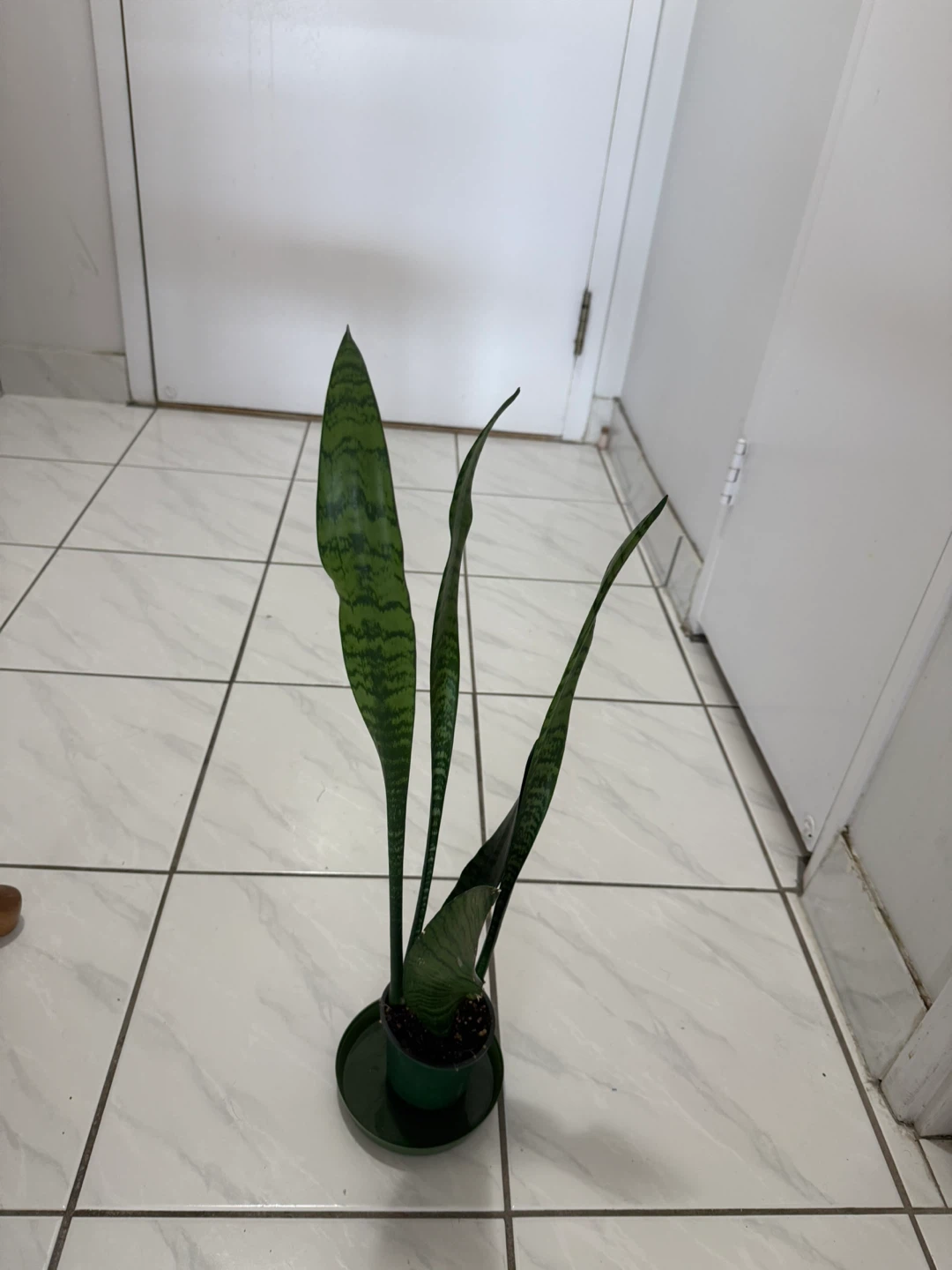 Snake Plant - photo 3