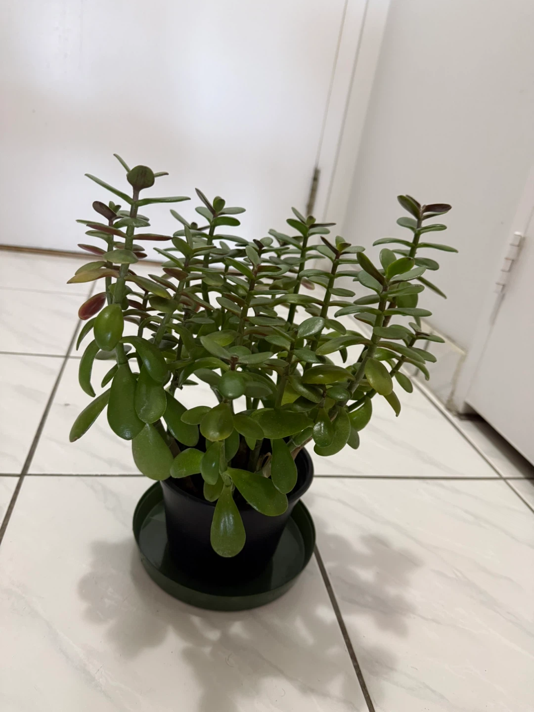 Jade Plant in Pot - photo 2