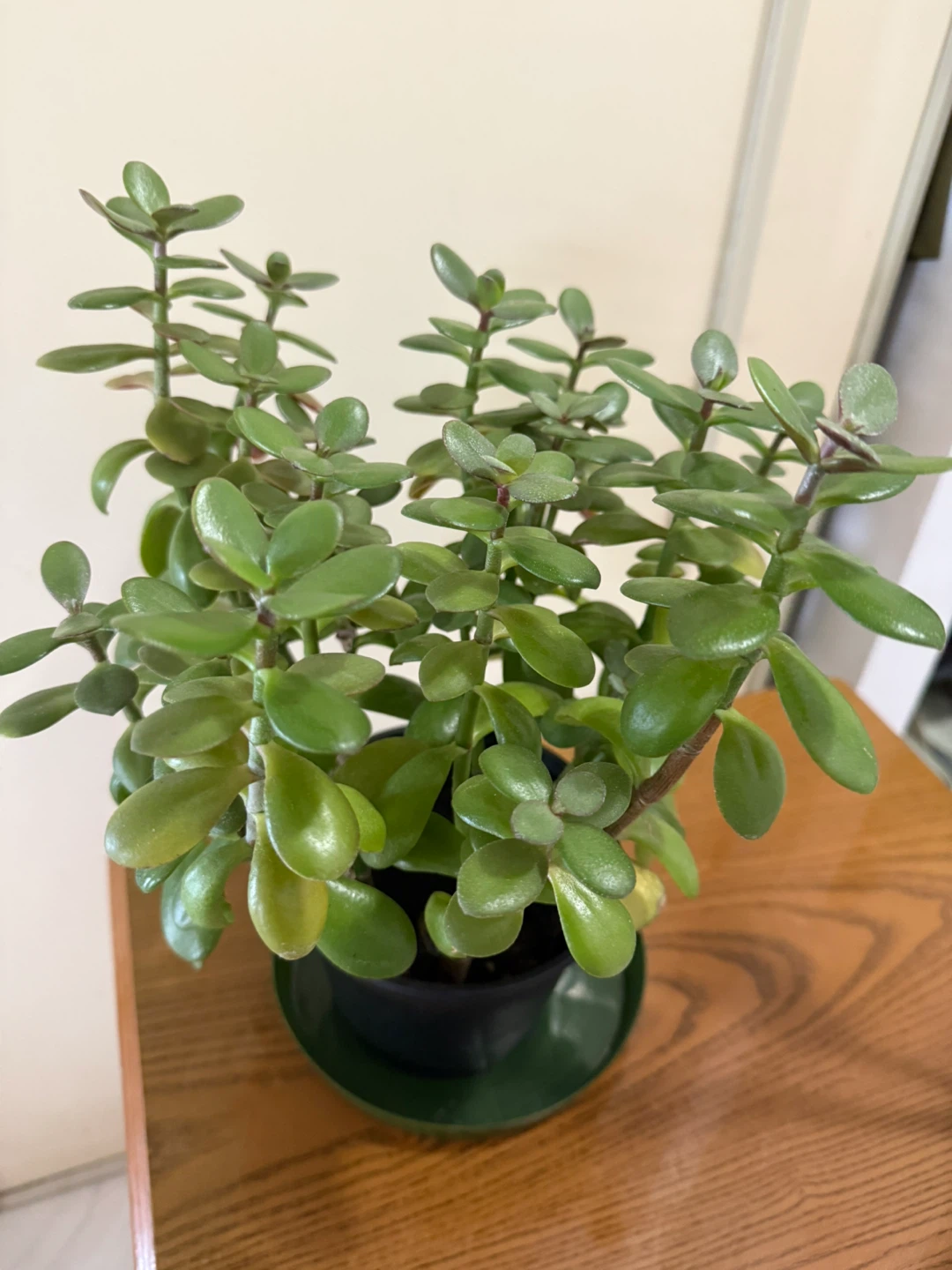 Jade Plant in Pot - photo 4
