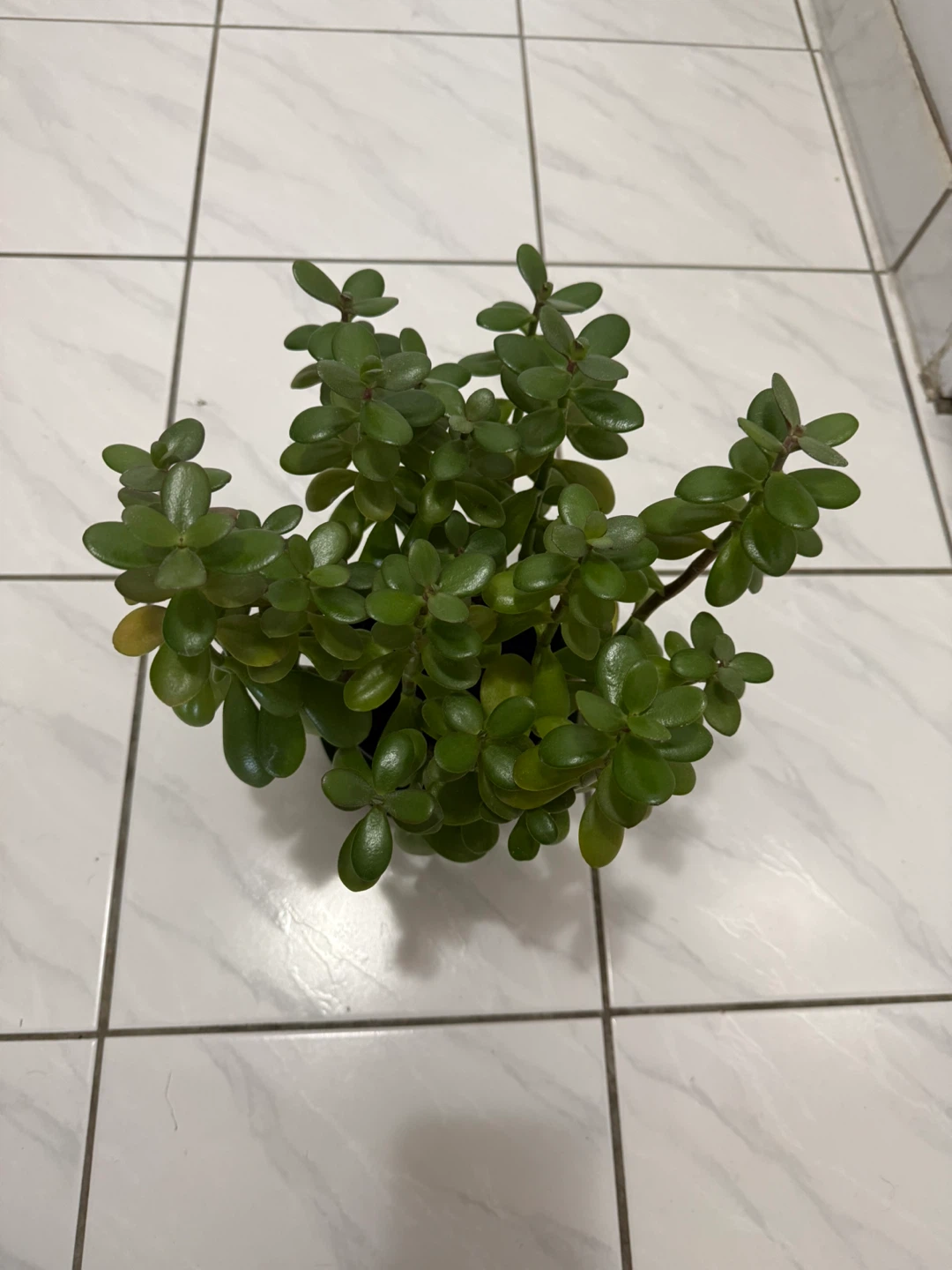 Jade Plant in Pot