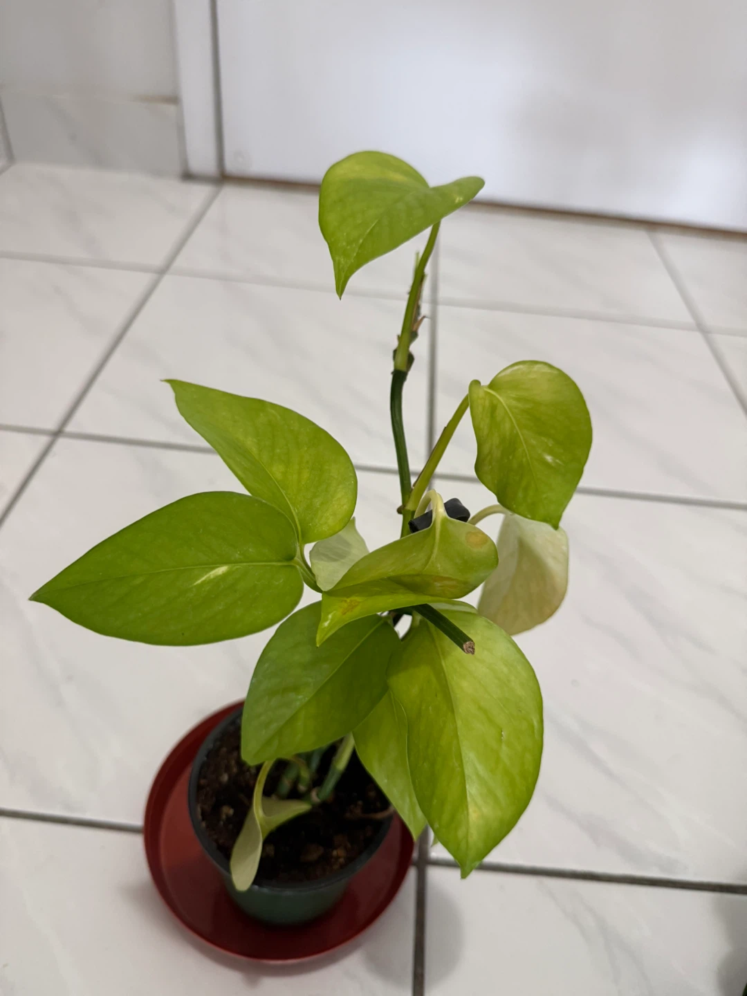 Pothos Plant