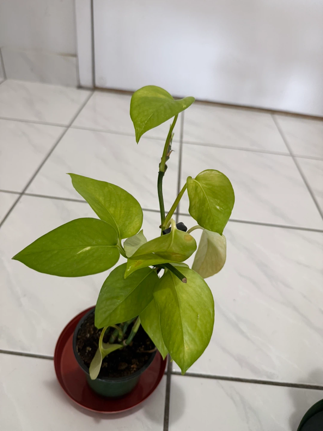 Pothos Plant - photo 2
