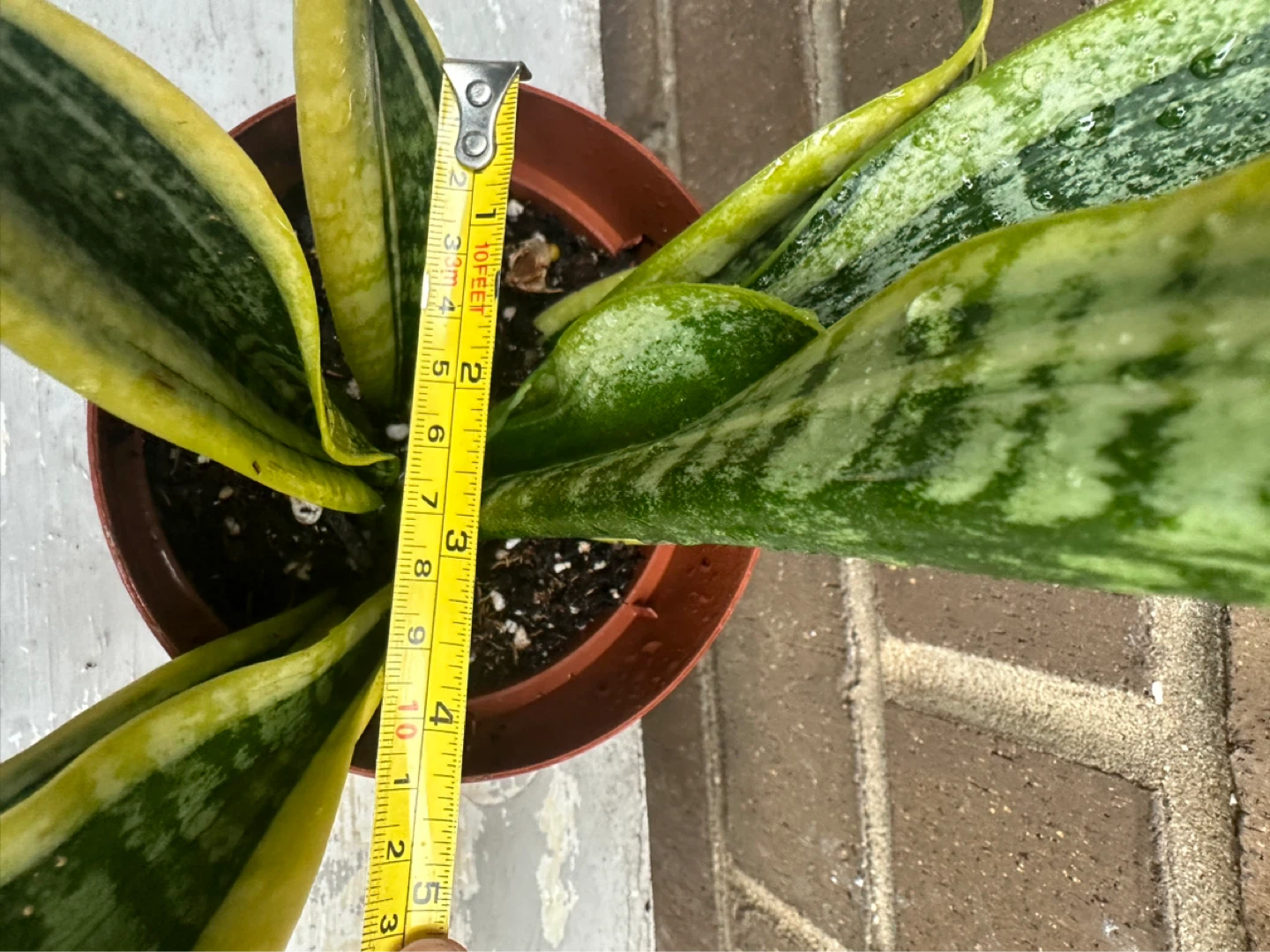 4 inch Snake plant Sansevieria Trifasciata optional cover pot ⚽️ - photo 5