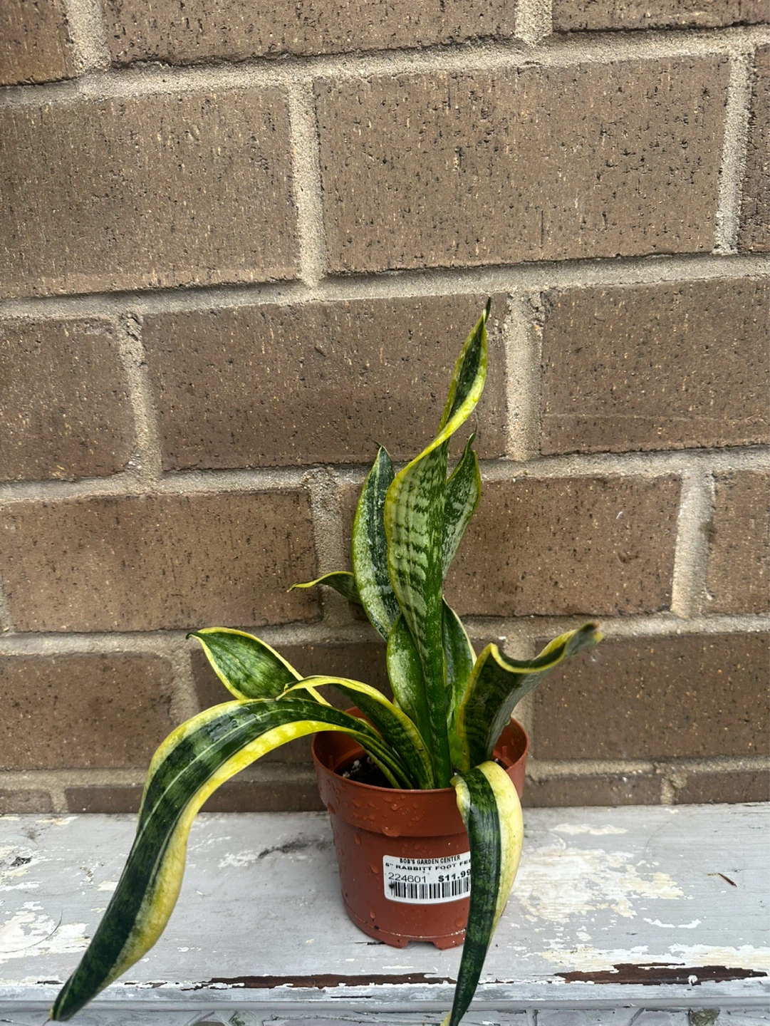 4 inch Snake plant Sansevieria Trifasciata optional cover pot ⚽️ - photo 4