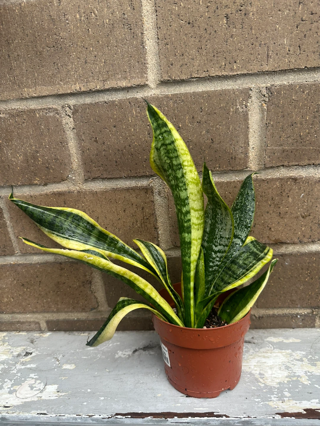 4 inch Snake plant Sansevieria Trifasciata optional cover pot ⚽️ - photo 3
