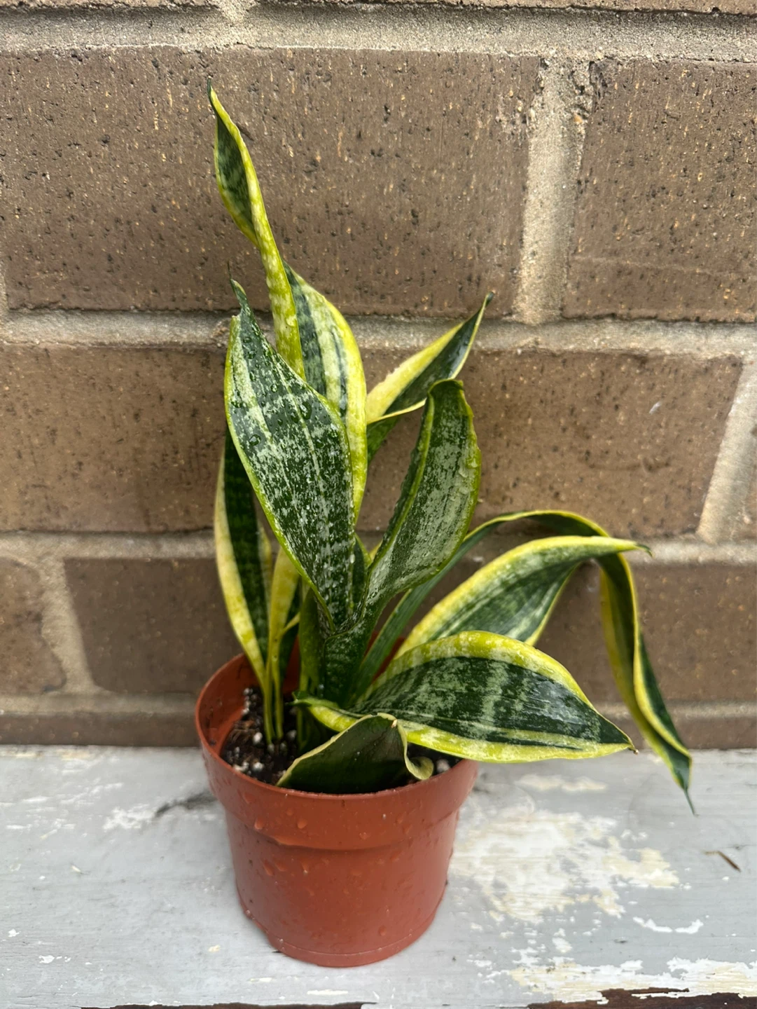 4 inch Snake plant Sansevieria Trifasciata optional cover pot ⚽️ - photo 2