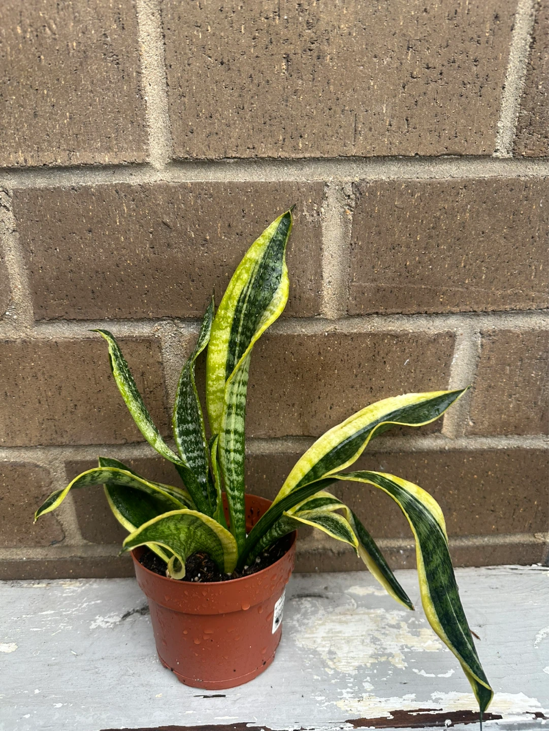 4 inch Snake plant Sansevieria Trifasciata optional cover pot ⚽️