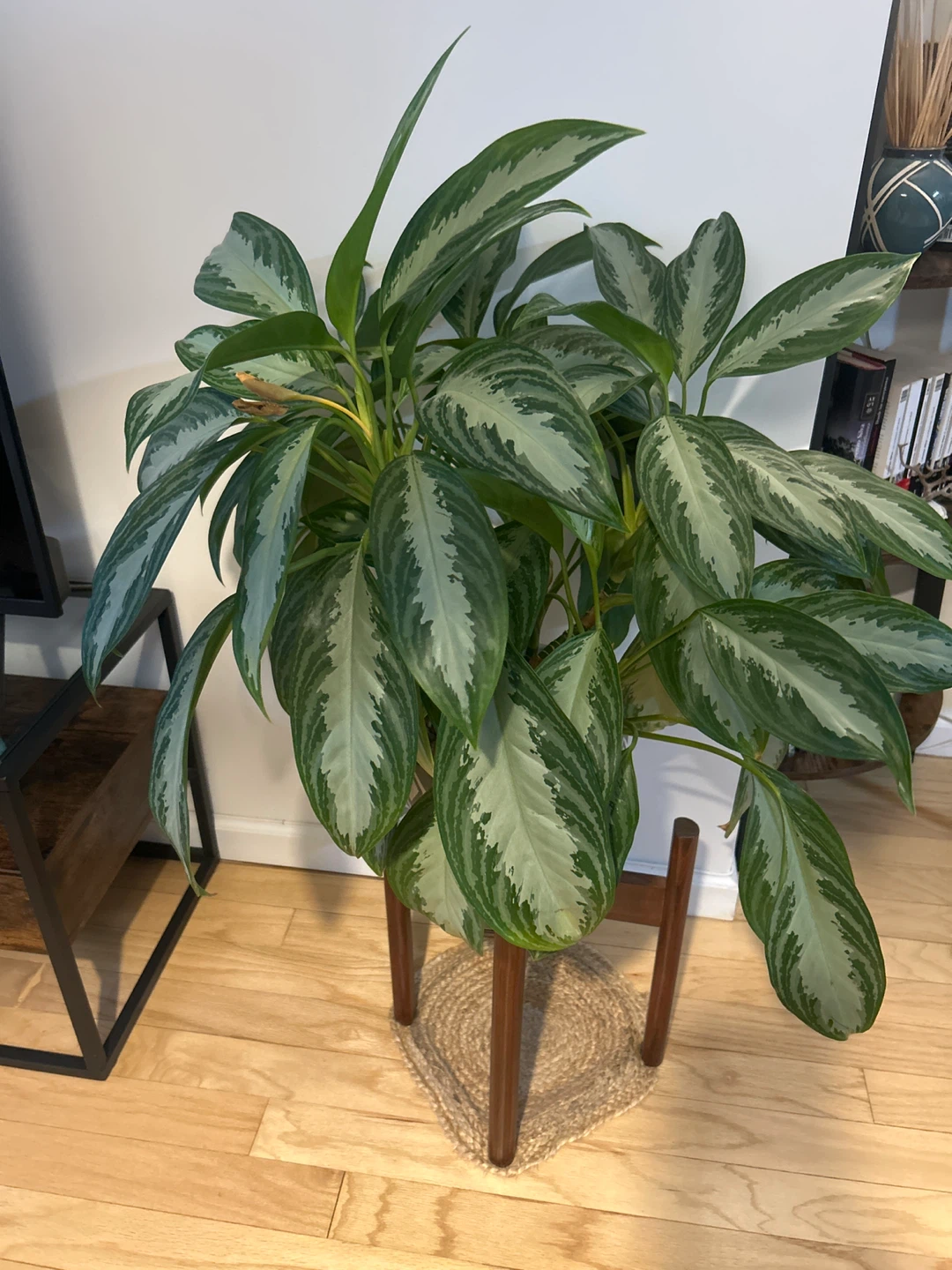 Large Silver Bay Aglaonema Plant