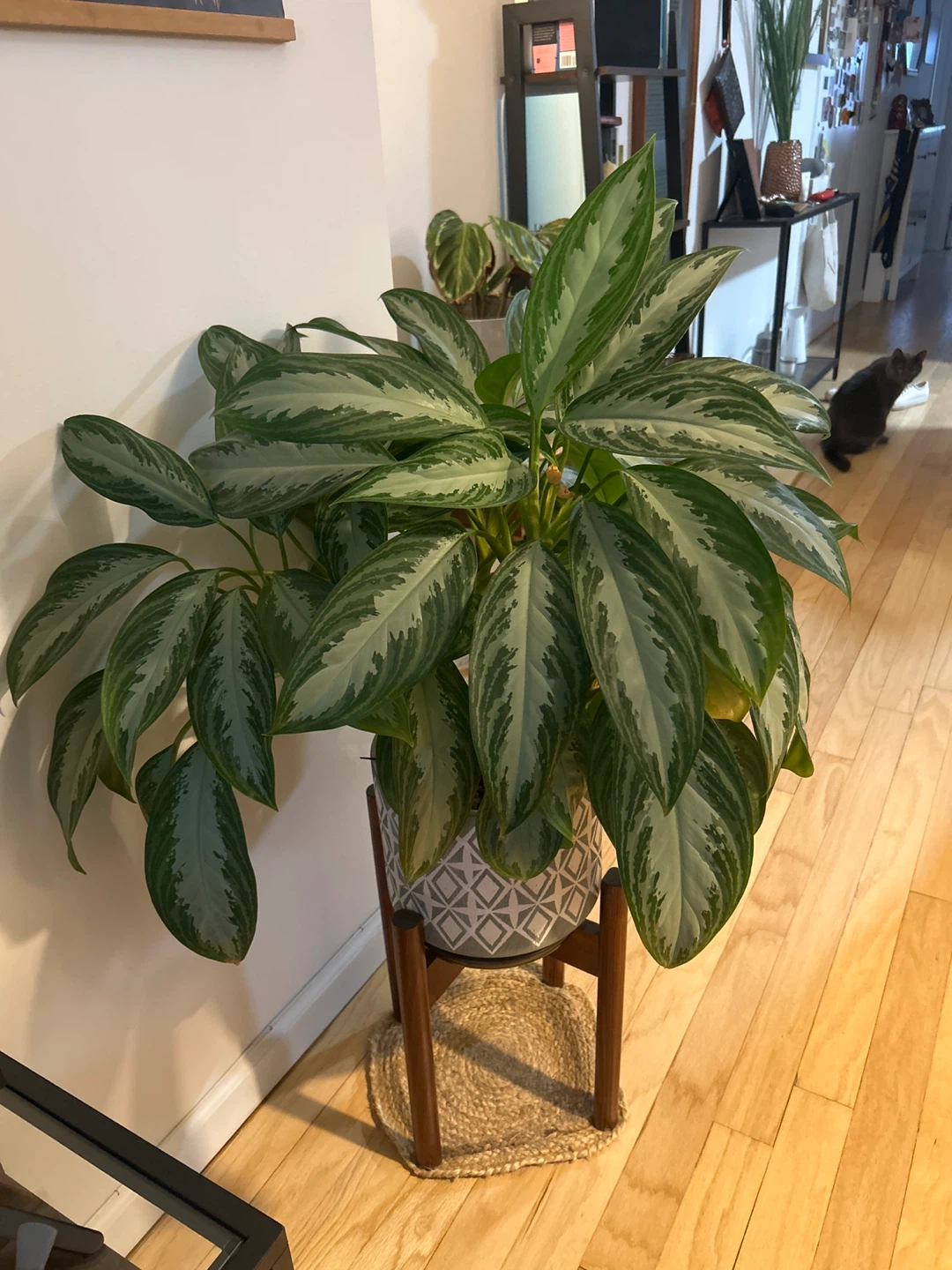 Large Silver Bay Aglaonema Plant - photo 2