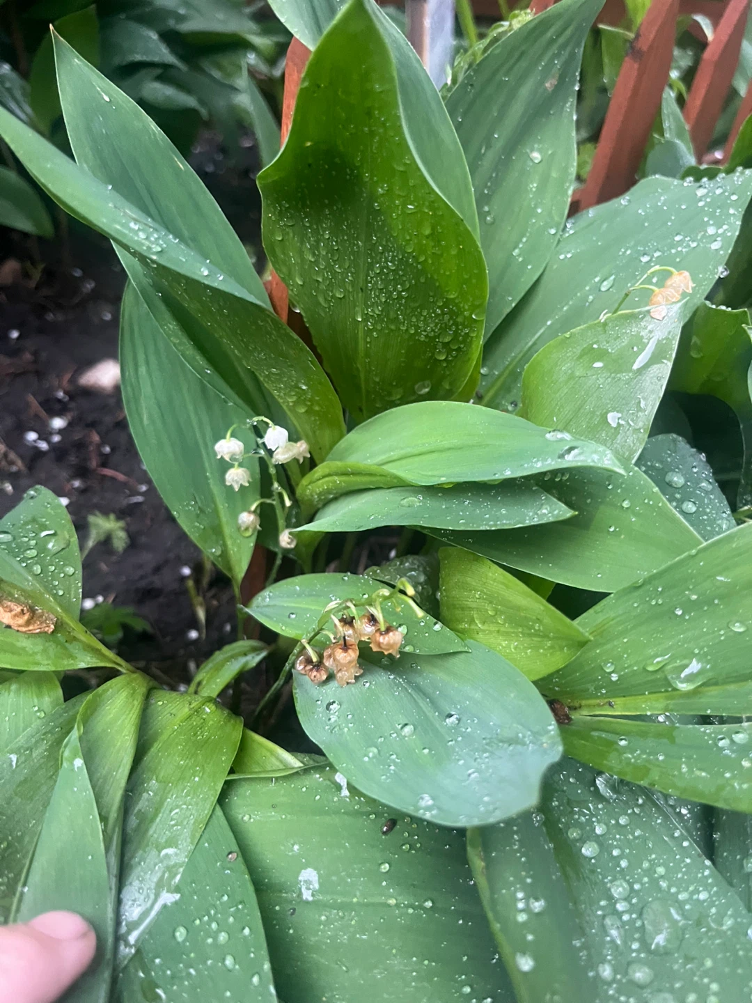 ⚽ Lily of the Valley Plant
