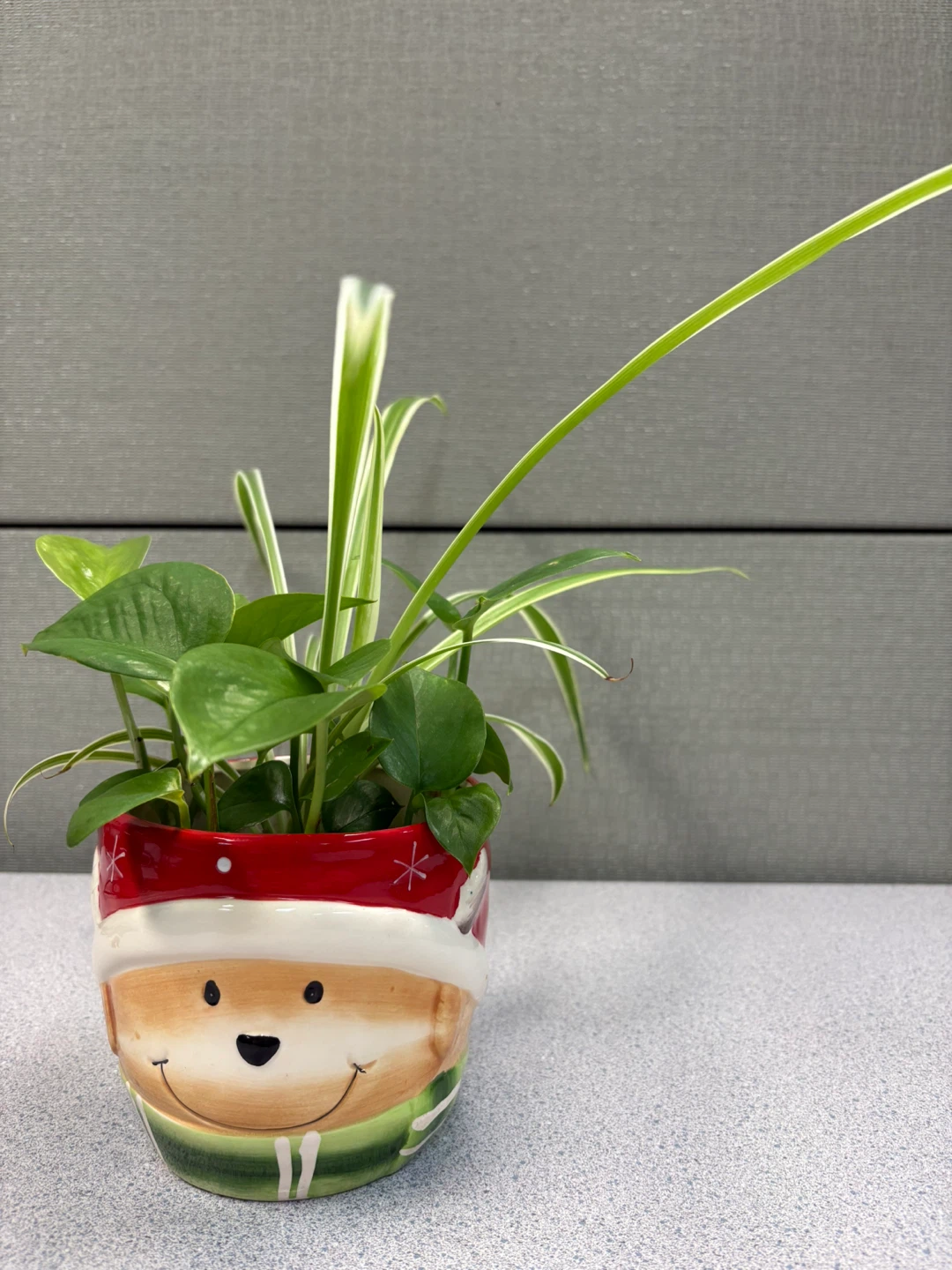 ⚽ Potted Spider Plant and Pothos in Santa Planter