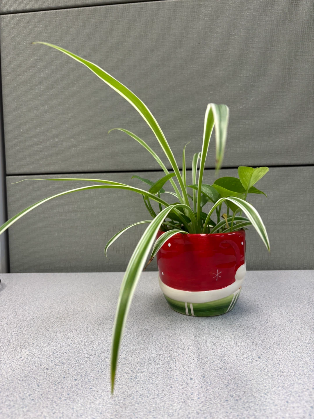 ⚽ Potted Spider Plant and Pothos in Santa Planter - photo 4