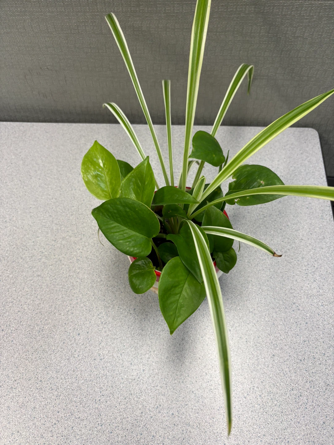⚽ Potted Spider Plant and Pothos in Santa Planter - photo 3