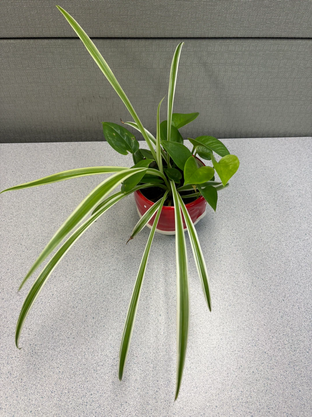 ⚽ Potted Spider Plant and Pothos in Santa Planter - photo 2