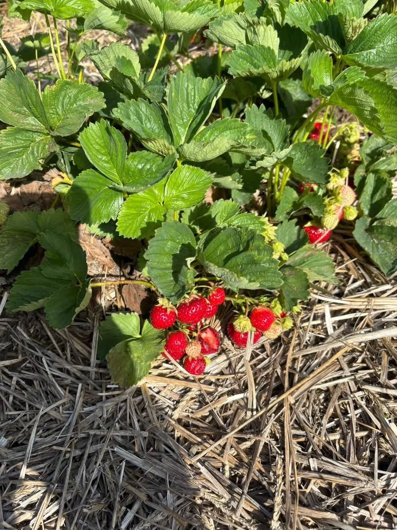 Super sweet strawberries - photo 3