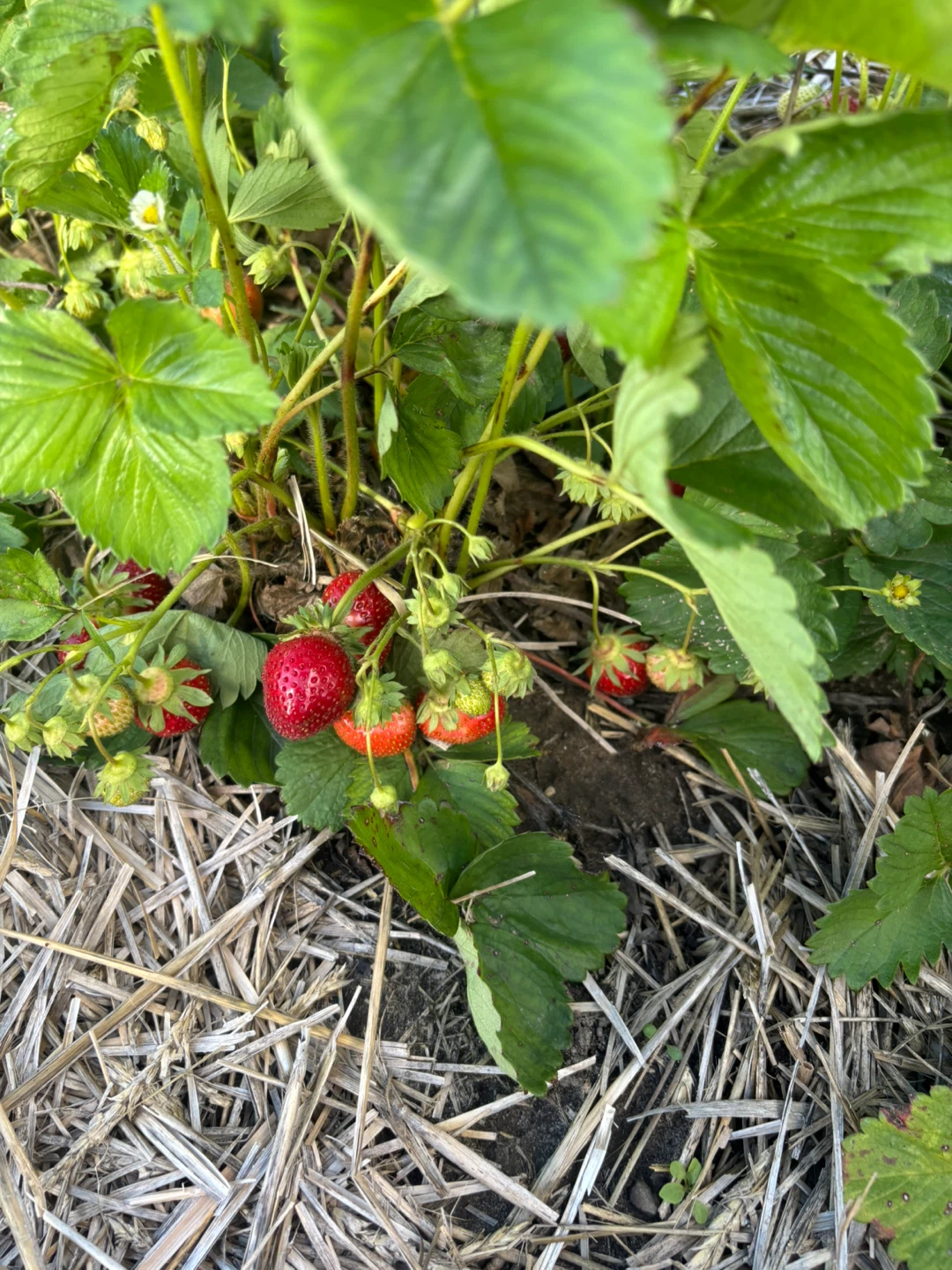 Super sweet strawberries - photo 4