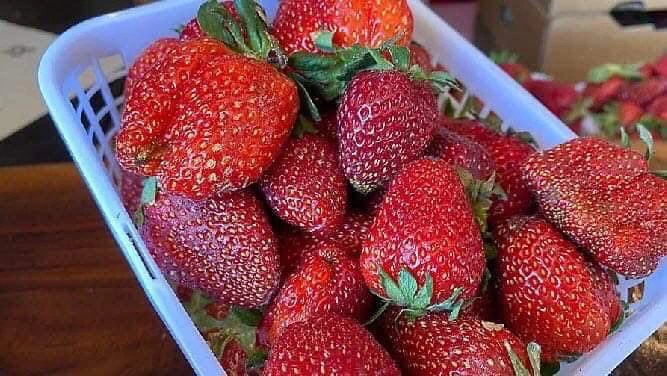 Super sweet strawberries