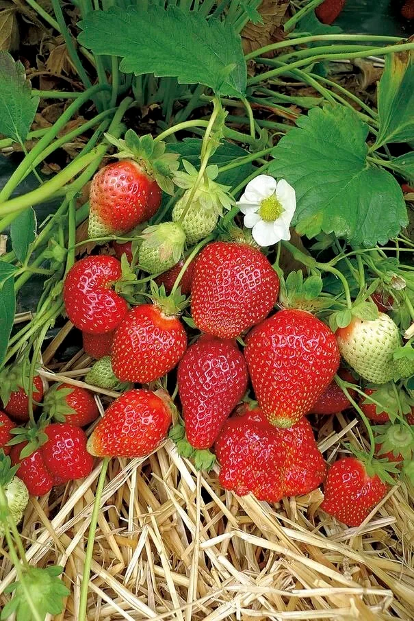 Super sweet strawberries - photo 4