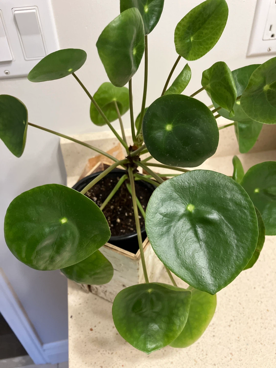 Chinese Money Plant ⚽️