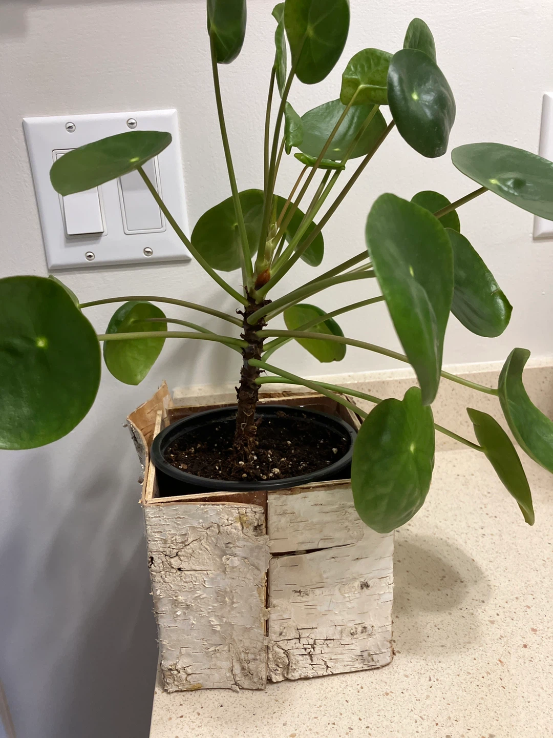 Chinese Money Plant ⚽️ - photo 2