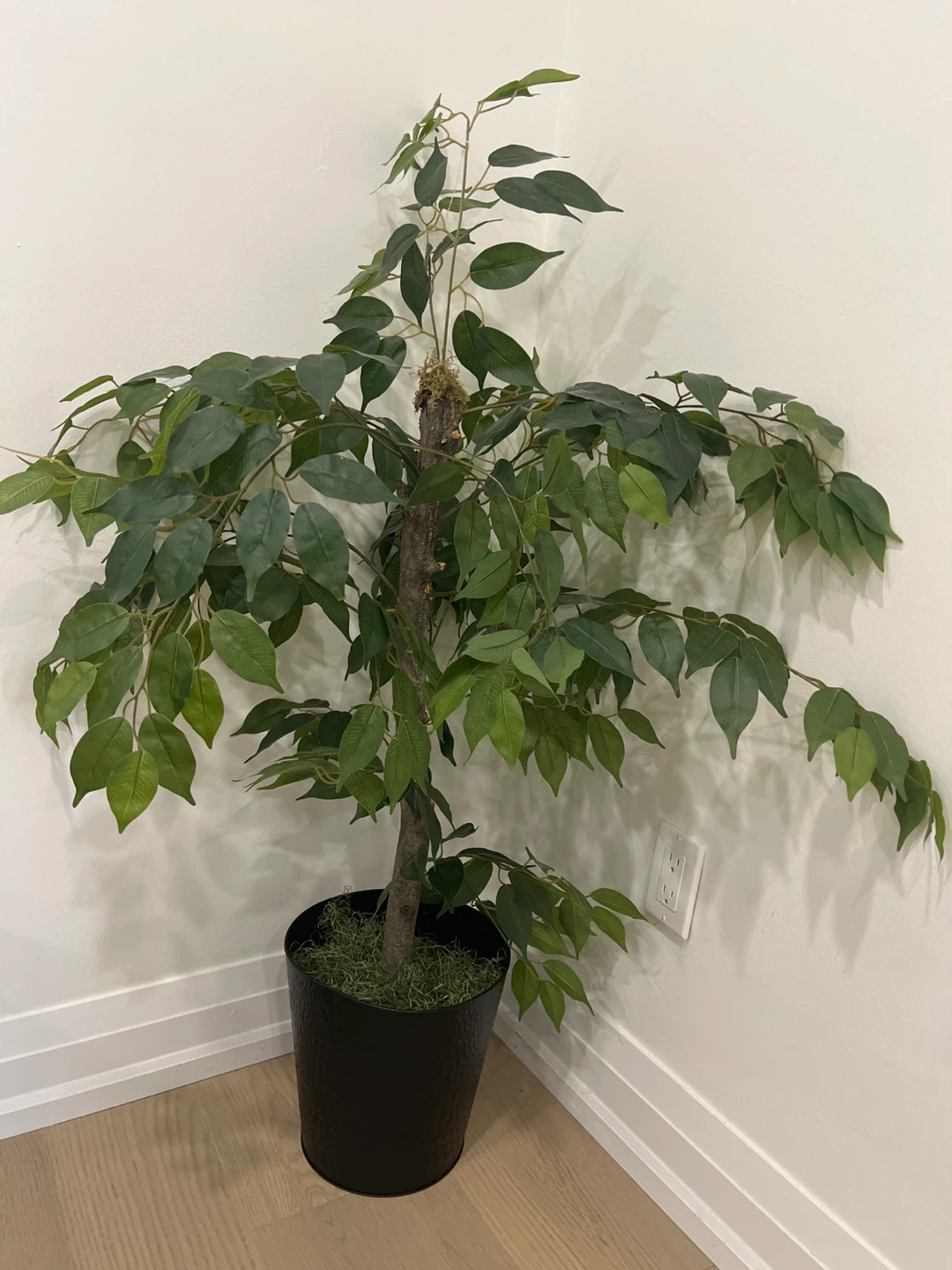 Artificial Ficus Tree in Black Pot