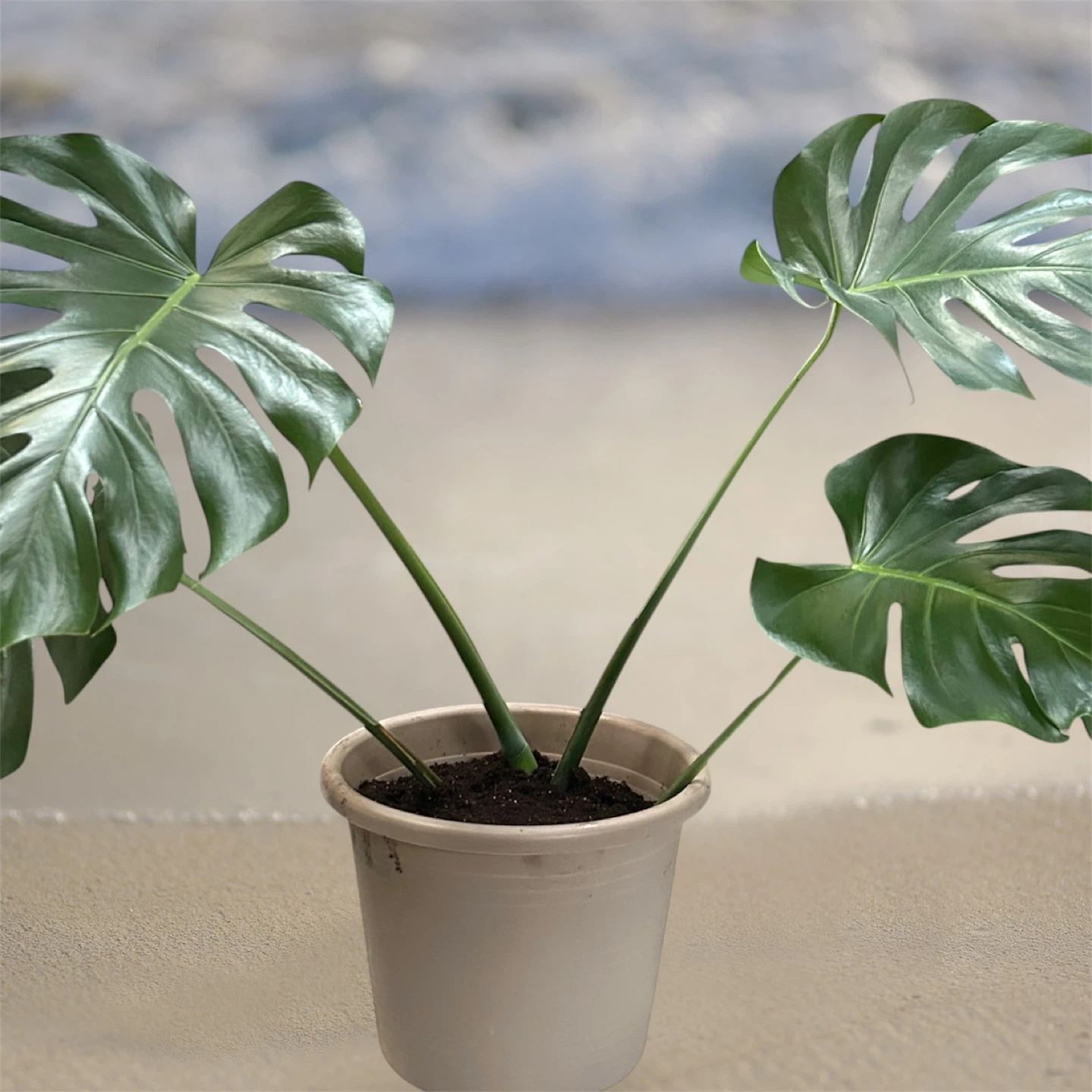 Monstera Plant
