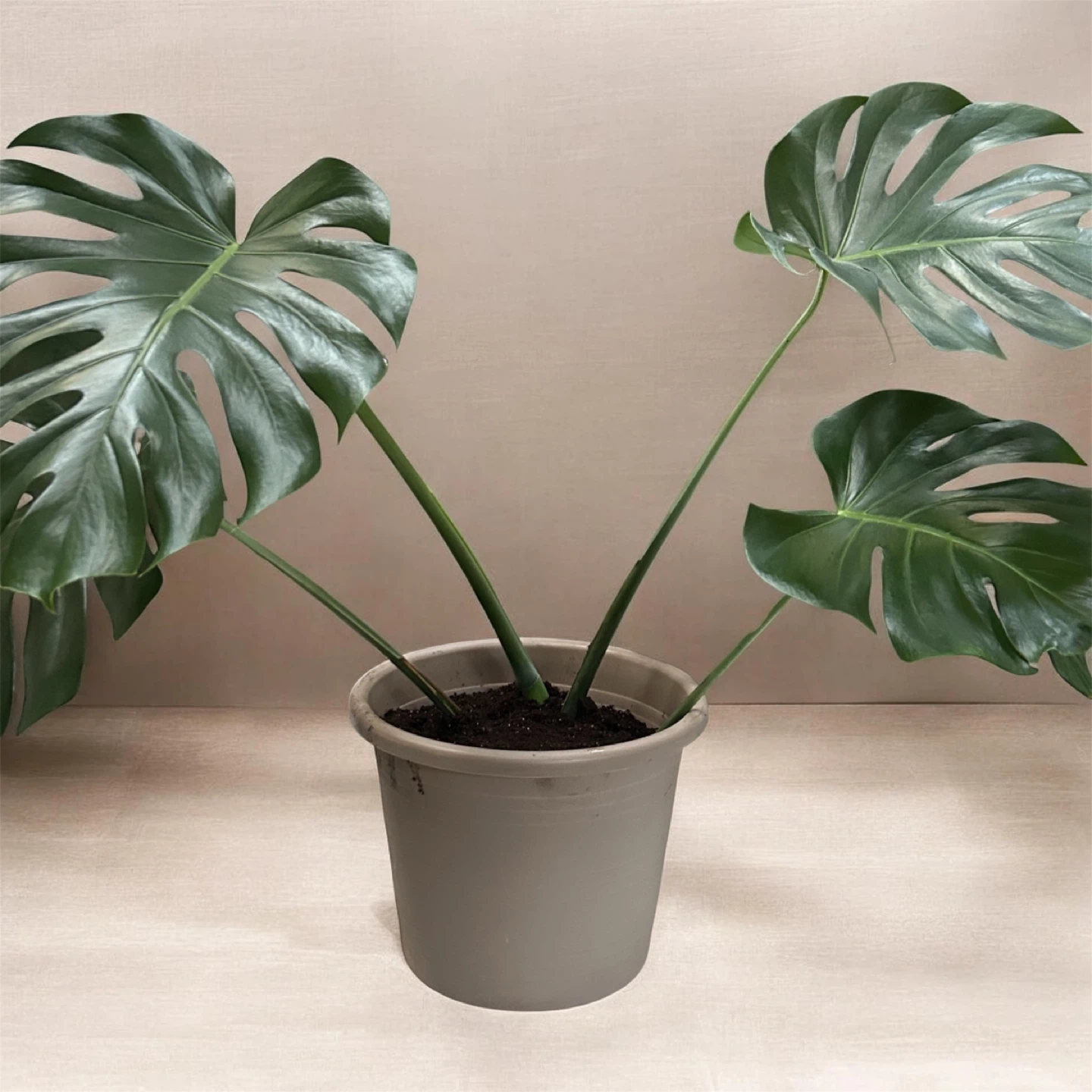 Monstera Plant - photo 2