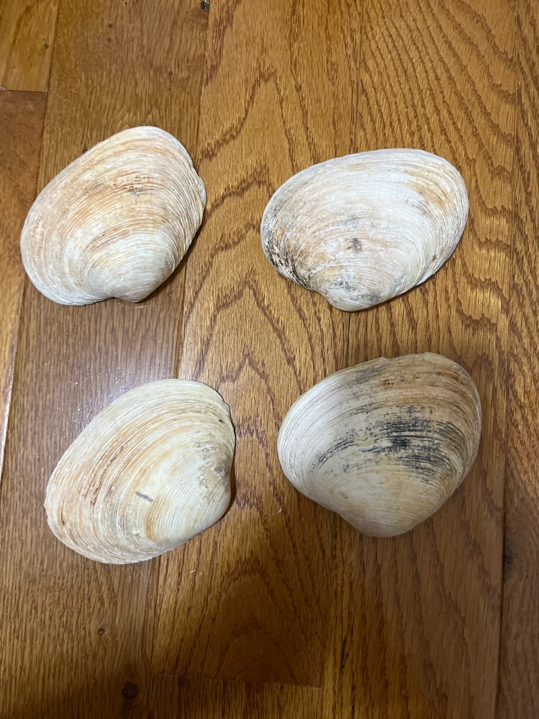 ⚽️Four Large Clam Shells