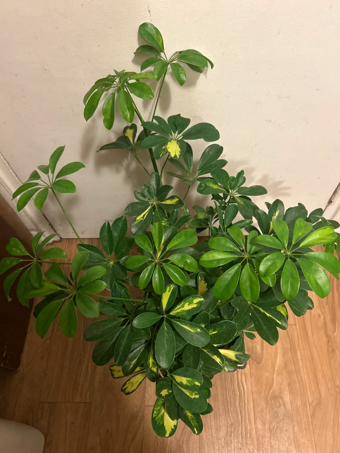 Schefflera Plant - photo 2
