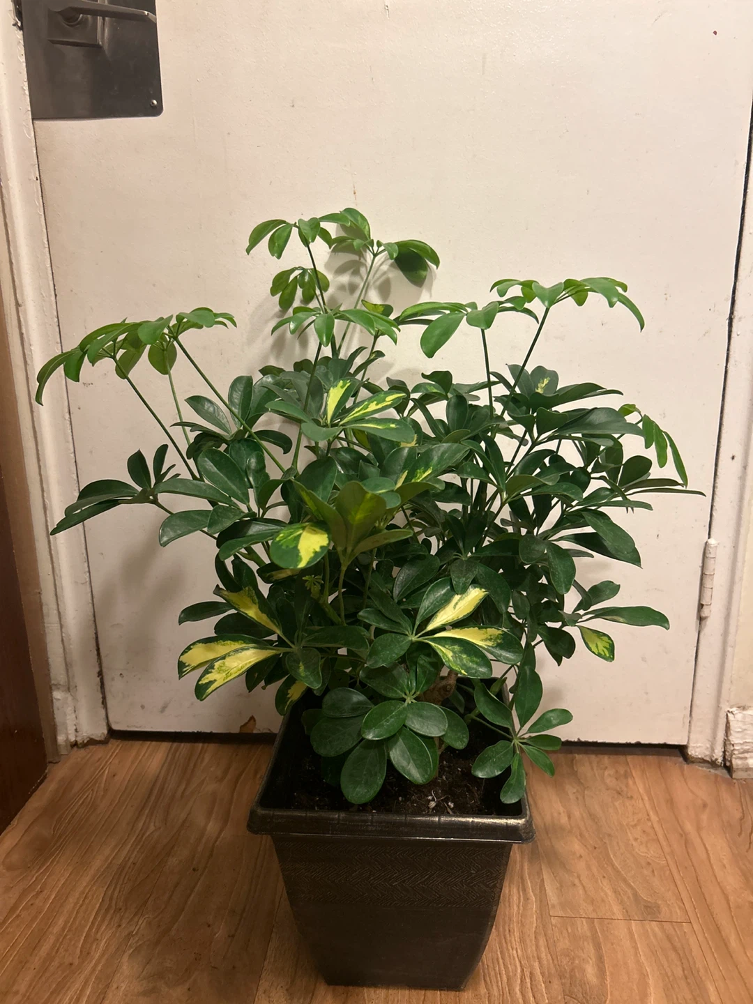 Schefflera Plant