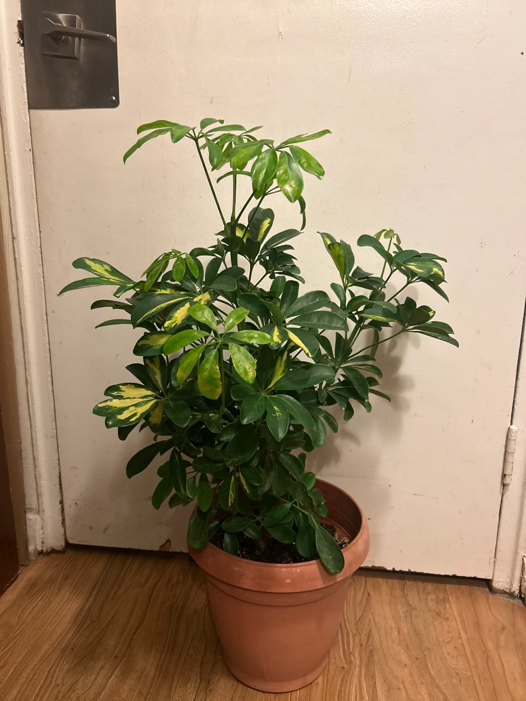 Variegated Schefflera Plant