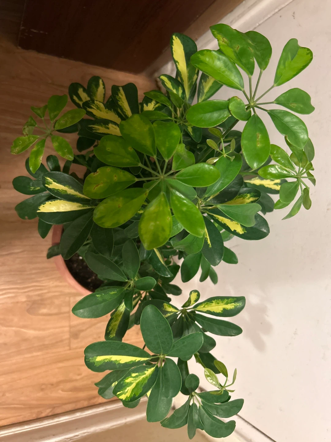 Variegated Schefflera Plant - photo 3