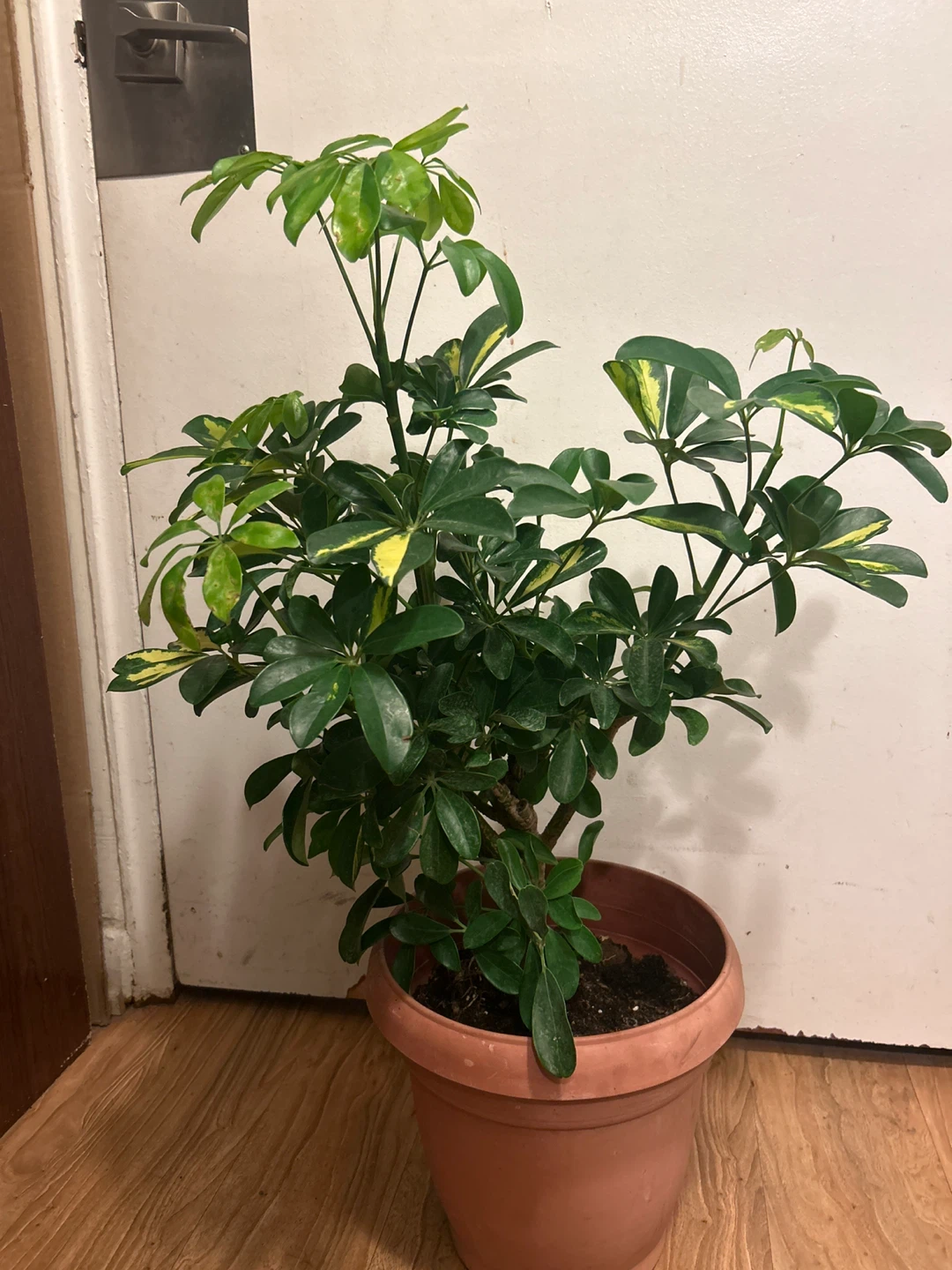 Variegated Schefflera Plant - photo 2