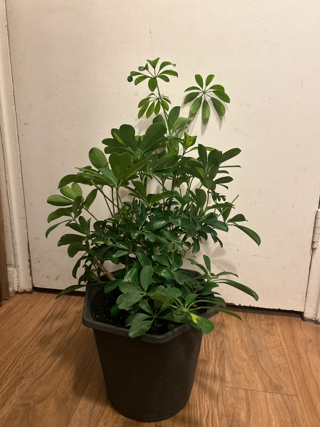 Schefflera Umbrella Tree Plant