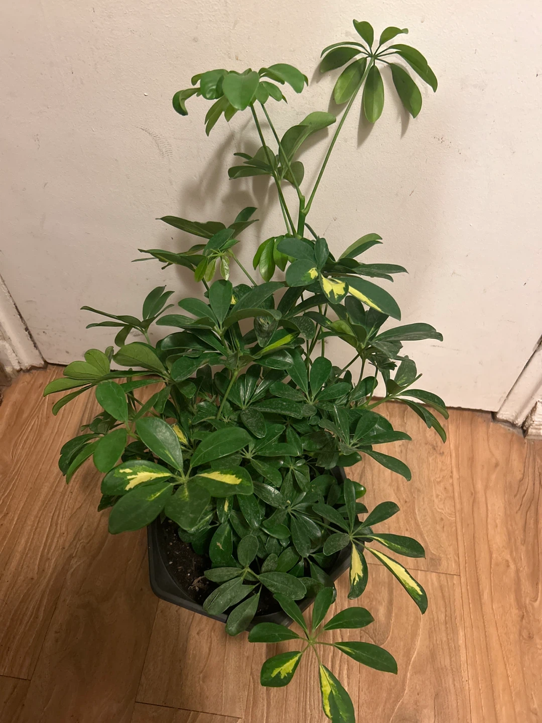 Schefflera Umbrella Tree Plant - photo 2