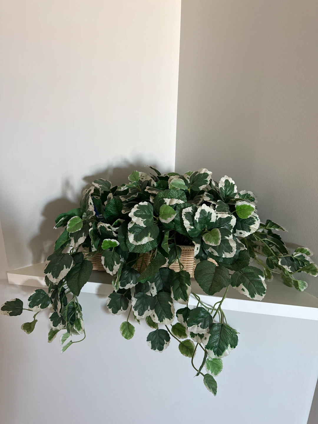 Artificial Pothos Plant in Wicker Basket
