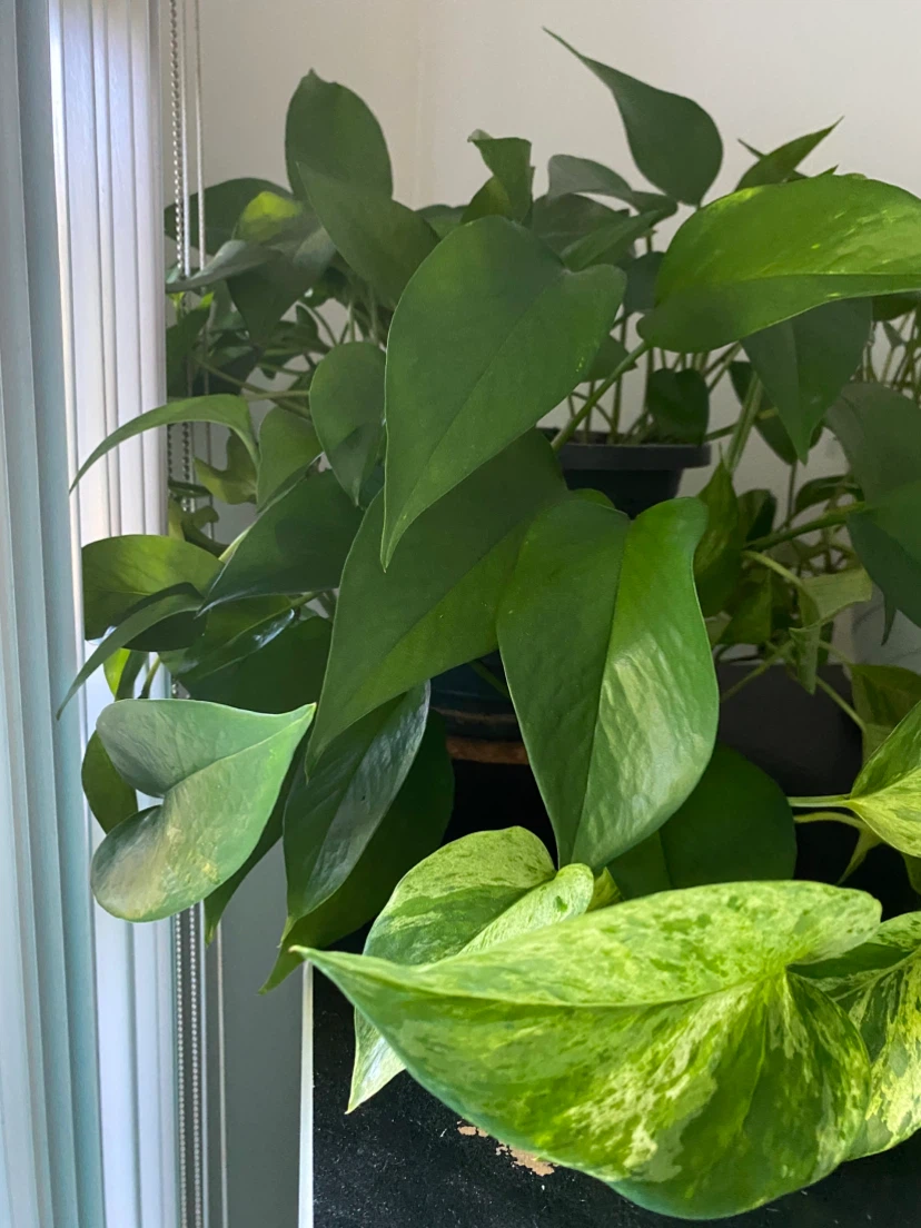 House plant