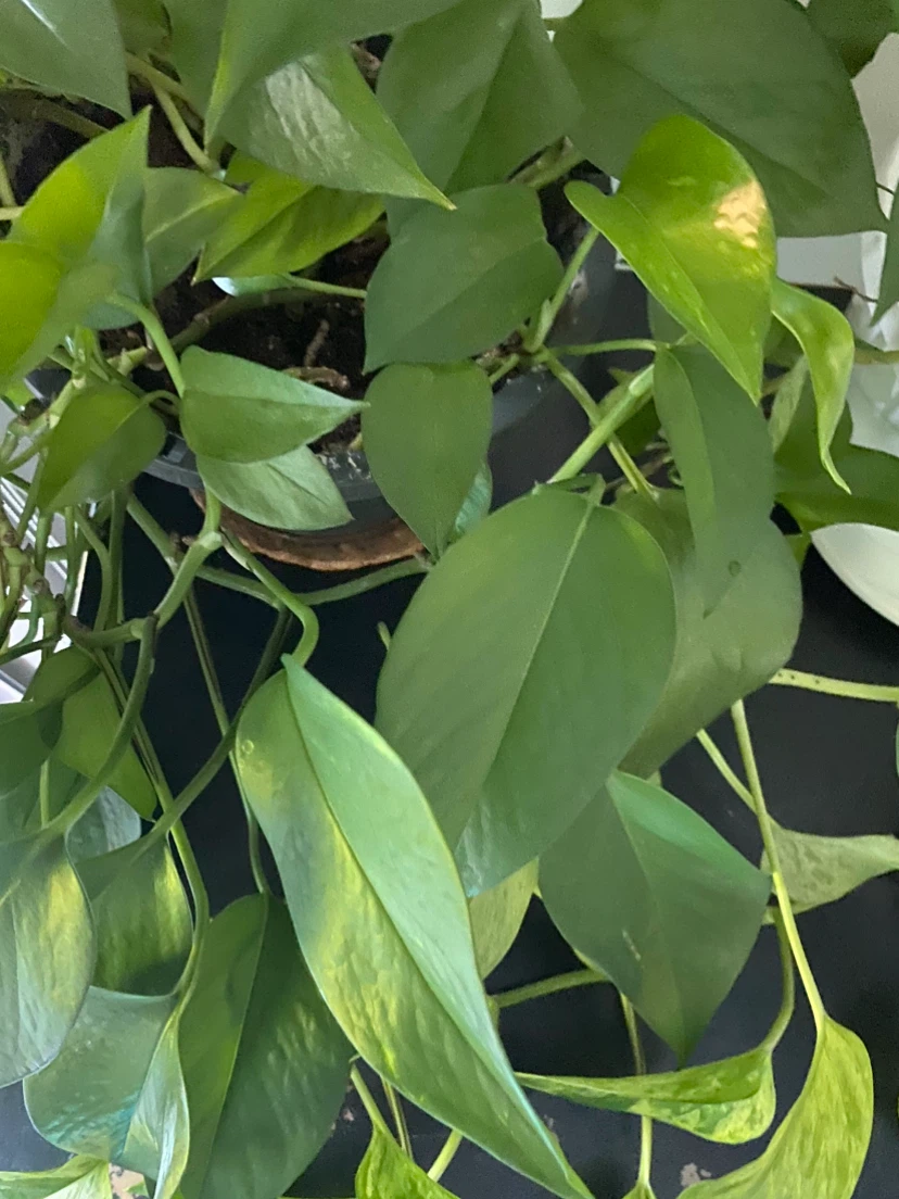 House plant - photo 2