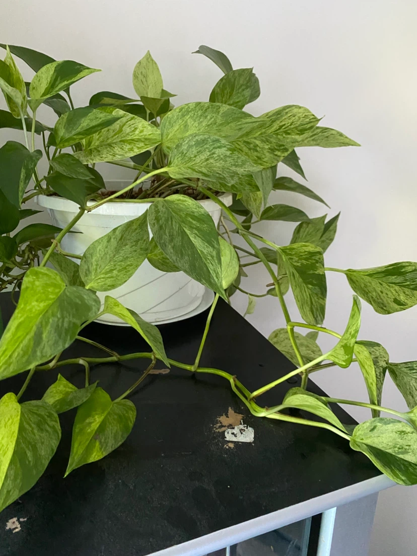 Marble Queen Pothos Plant