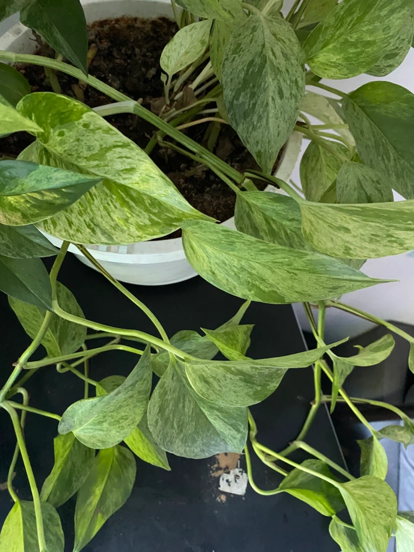 Marble Queen Pothos Plant - photo 2