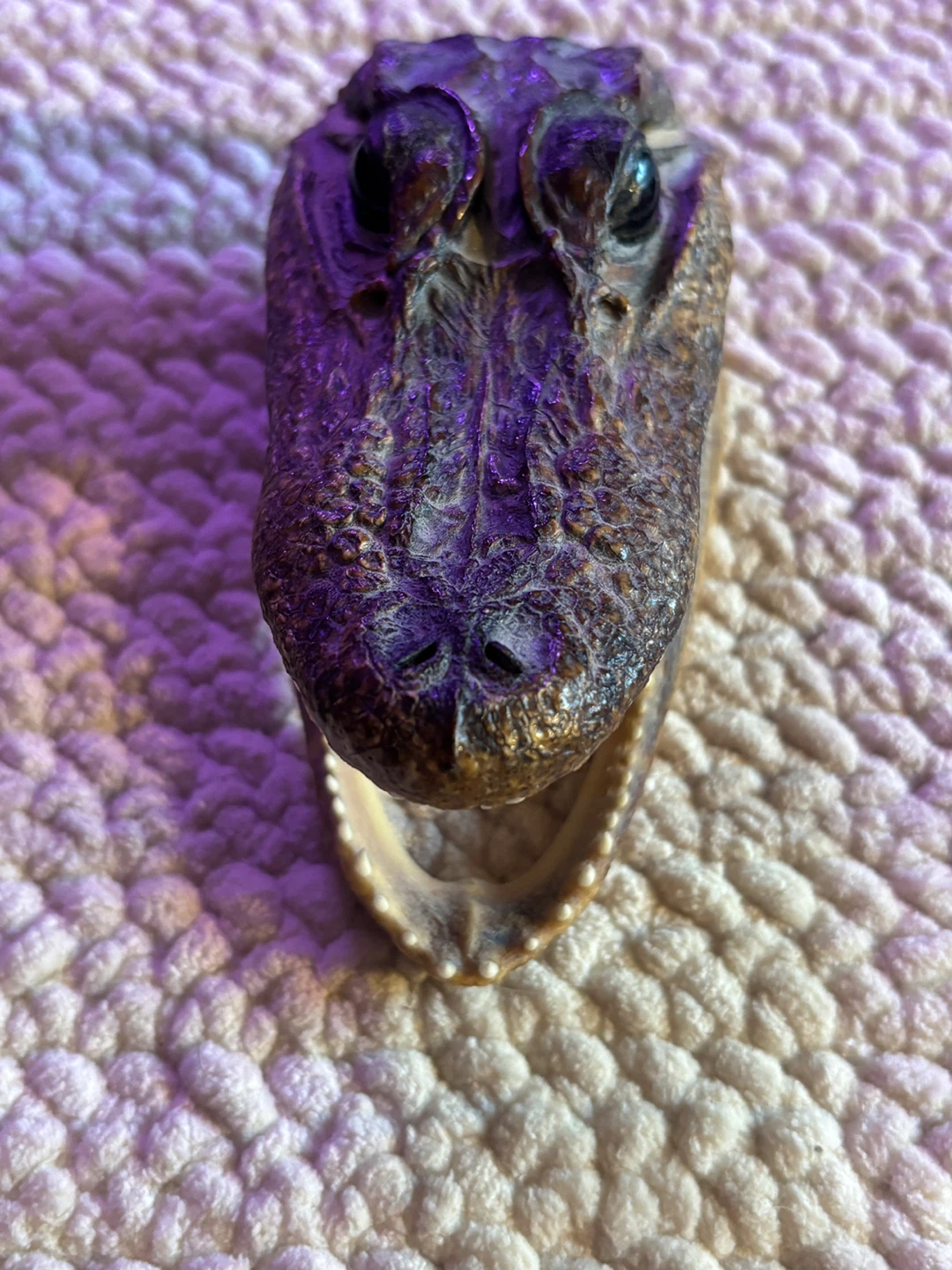 Small Alligator Head Taxidermy 6 inch - photo 2